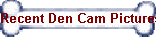 Recent Den Cam Pictures