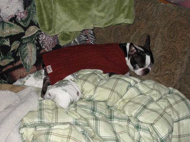 Winston sleeping