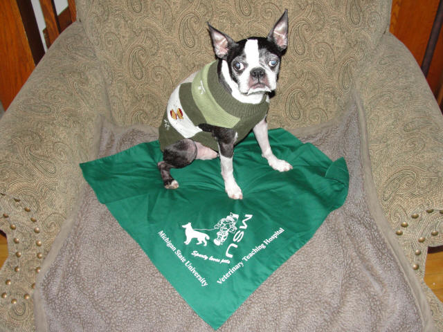 Michigan State Bandana
